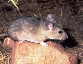 Woodrat standing on a rock.
