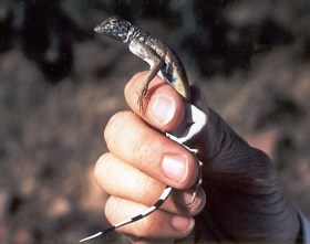 Zebratail Lizard being help by a person.