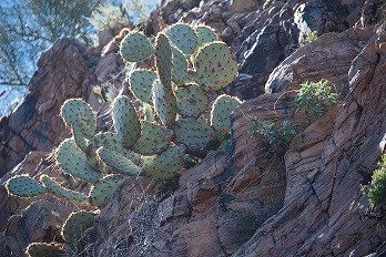 Prickly pear cactus on a rocky hillside.