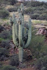 Saguaro Cactus with many arms standing on hillside.