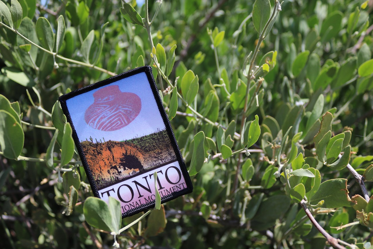 Tonto National Monument patch sitting in jojoba bush.