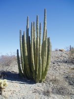 Oregon Pipe Cactus with many arms coming out of base.