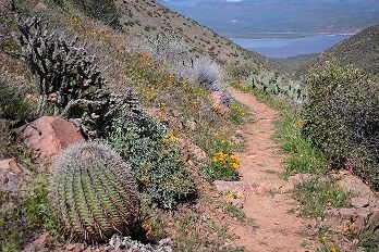 Trail with barrel and staghorn cacti along it.