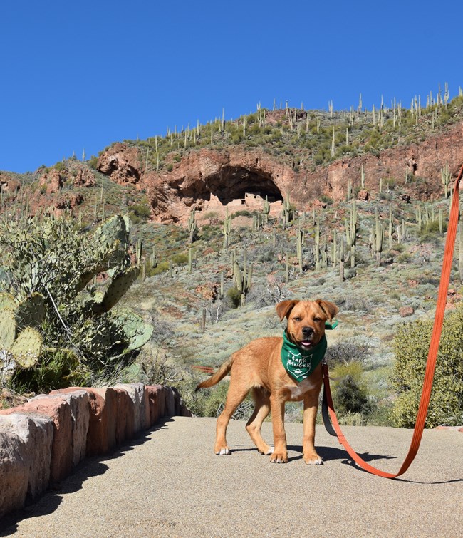 Dog on a leash stands on a trail in front of a cliff dwelling.