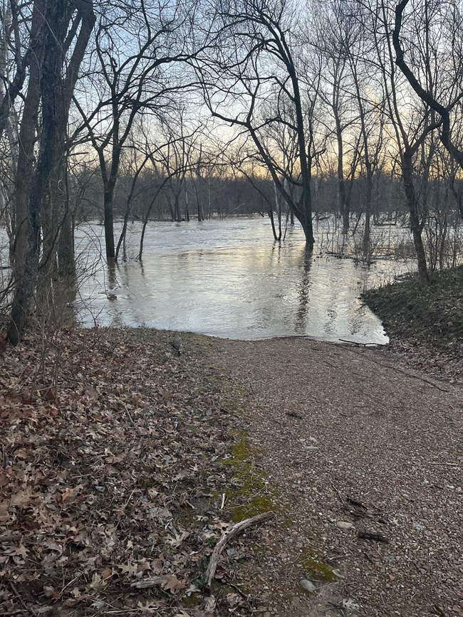 A river rises above the banks in a flooded forest.