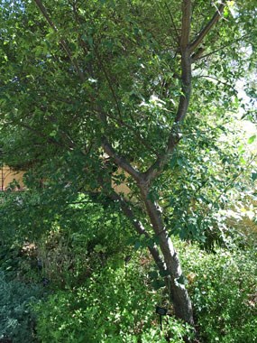 green tree in garden