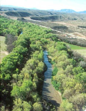 river corridor surrounded by cottonwood trees