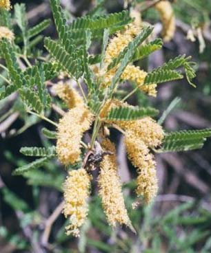 Velvet mesquite flowers