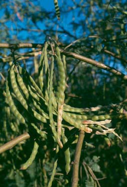 Velvet mesquite pods
