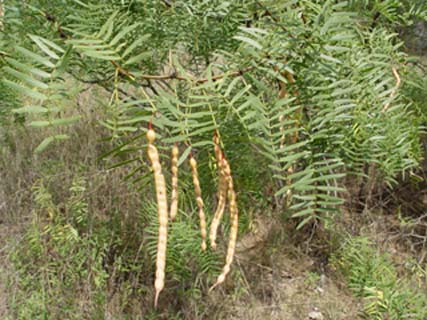 Honey mesquite pods