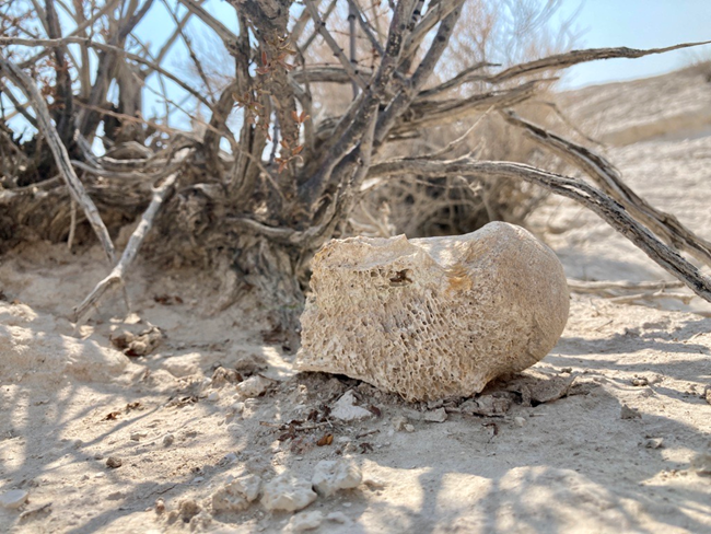 A fossil mammal vertebra on the soil surface under a bush.