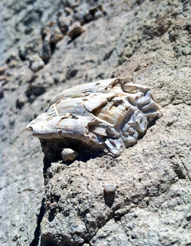 A fossil horse tooth within tan sediment