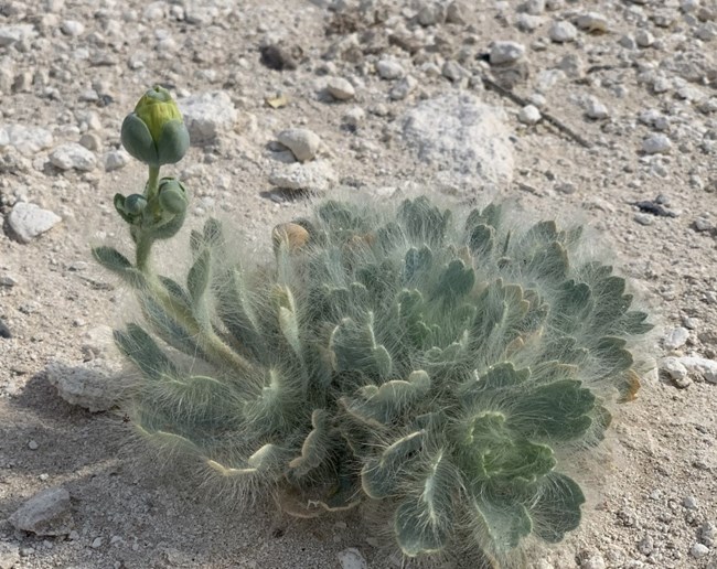 A small, round plant with blue-green fuzzy leaves and a yellow flower bud.