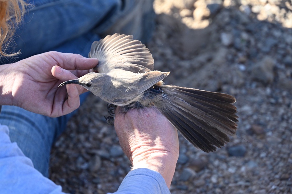 A medium-sized gray bird with a curved beak in a scientist's hands