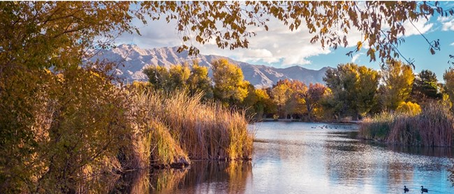 A wetland pond, surrounded by sunlit vegetation. Ducks are floating on top of the water. In the background are mountains.