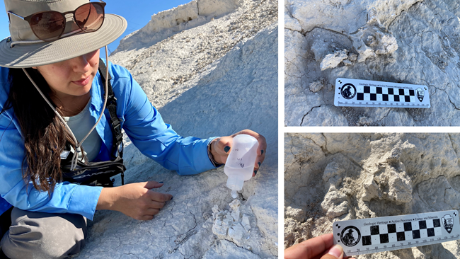 Left: A woman in a sunshirt applies glue to a fossil vertebra. Left: side-by-side of the same vertebra one year apart, showing major erosion