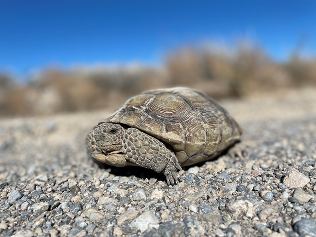 A juvenile desert tortoise retracts into its shell on a gravel surface