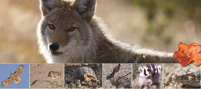 Collage of Mojave Desert animals: coyote, red-tailed hawk, kangaroo rat, desert tortoise, jackrabbit, badger, horned lizard, and a globemallow flower.