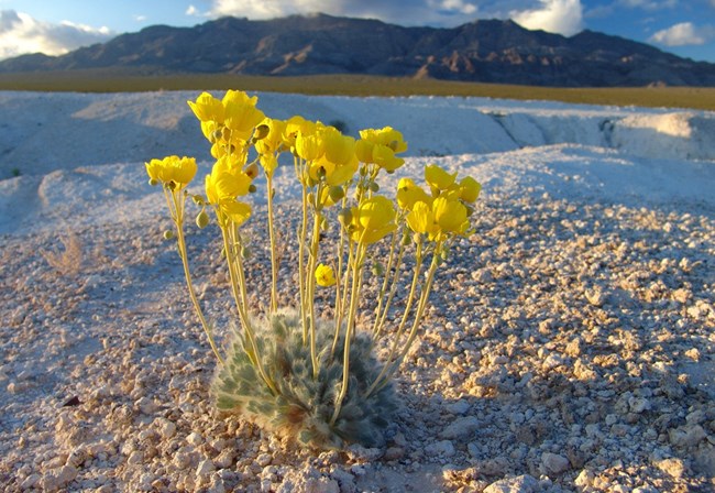 A small, gray-green plant with yellow flowers against a desert mountain range