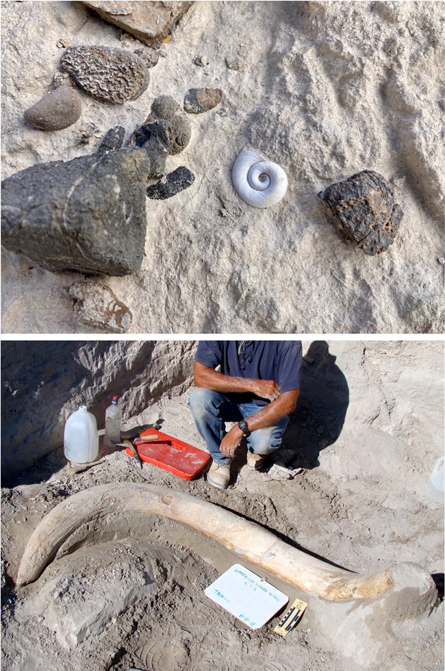 Top: spiral fossil snail shell embedded in sediment and rock. Bottom: a man stands next to a mammoth tusk twice his size in an excavation pit