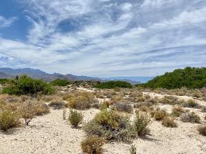 Landscape view of the North Unit of Tule Springs Fossil Beds National Monument.  Desert shrub landscape with sand dune spring mounds topped with green mesquite bushes.  Blue sky in the background with wispy white clouds.