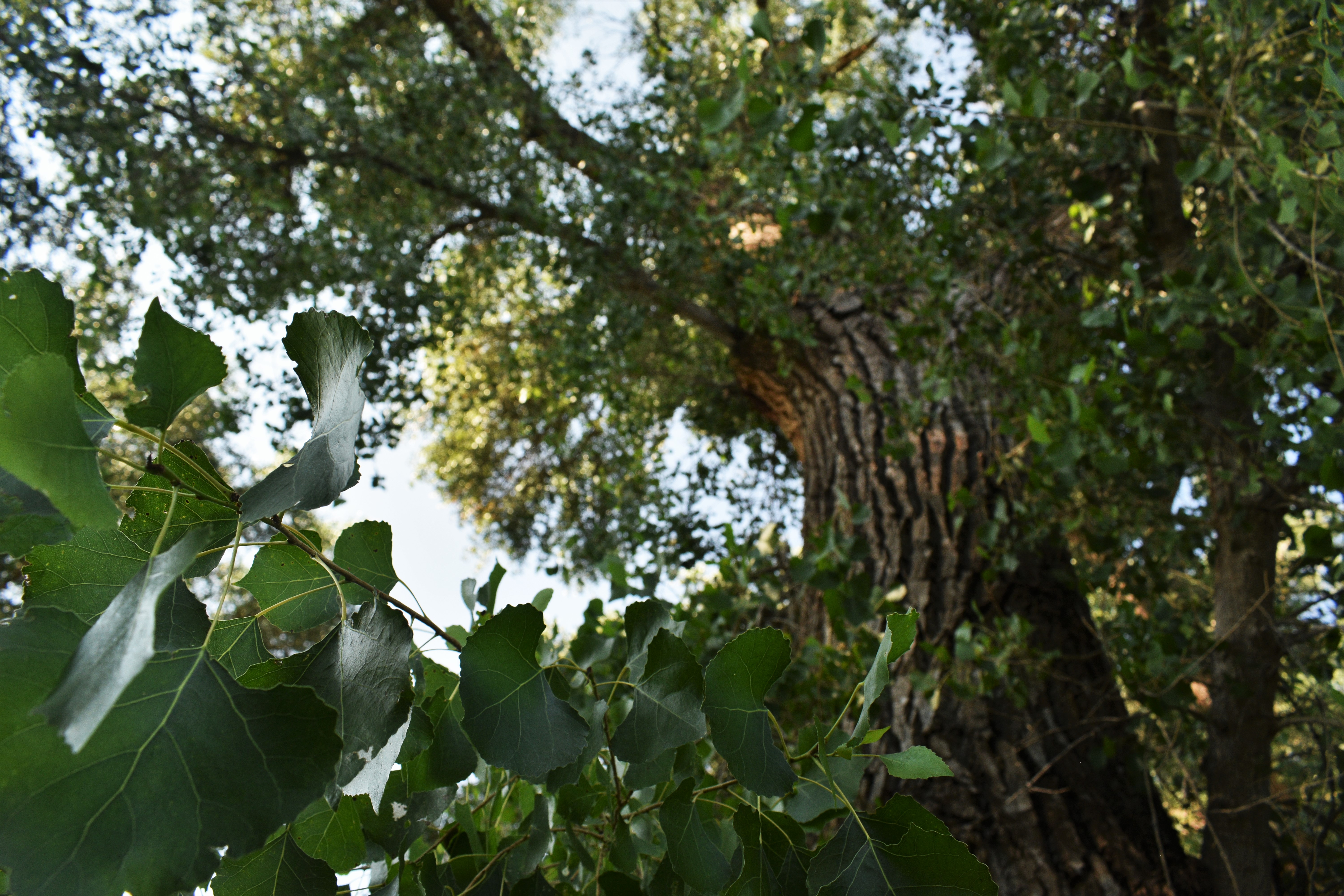 Cottonwood Tree from below