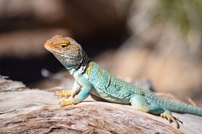 a large, turquoise lizard with a black and white ring around its neck and an orange head and yellowish feet