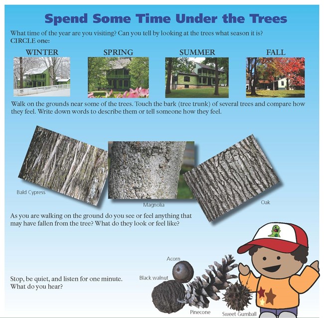 page from book showing four pictures of park during winter, spring, summer and fall. Other pictures showing different tree bark and nuts and pinecones from trees. Questions on page to think about and answer.