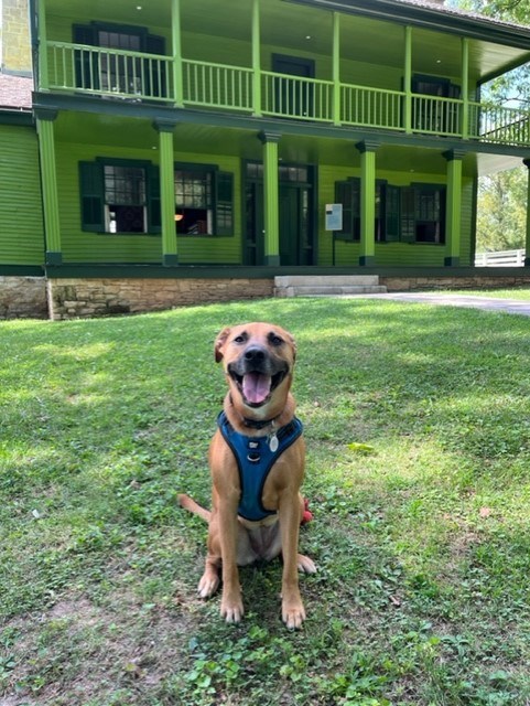 Brown dog sitting in the yard in front of green, two-story house