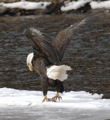 Mature Eagle on Ice with Fish - 1 Feb 07 - Scott Rando - Cropped