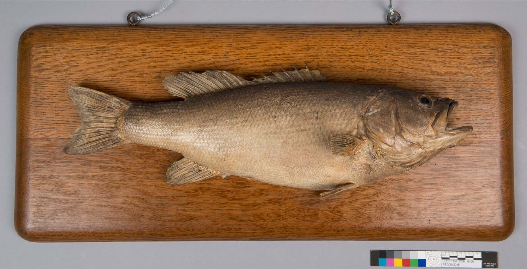 Zane Grey's Mounted Fish