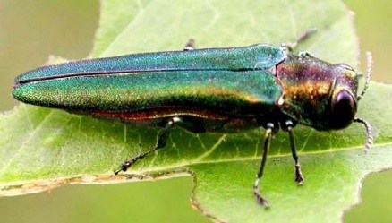 Adult Emerald Ash Borer