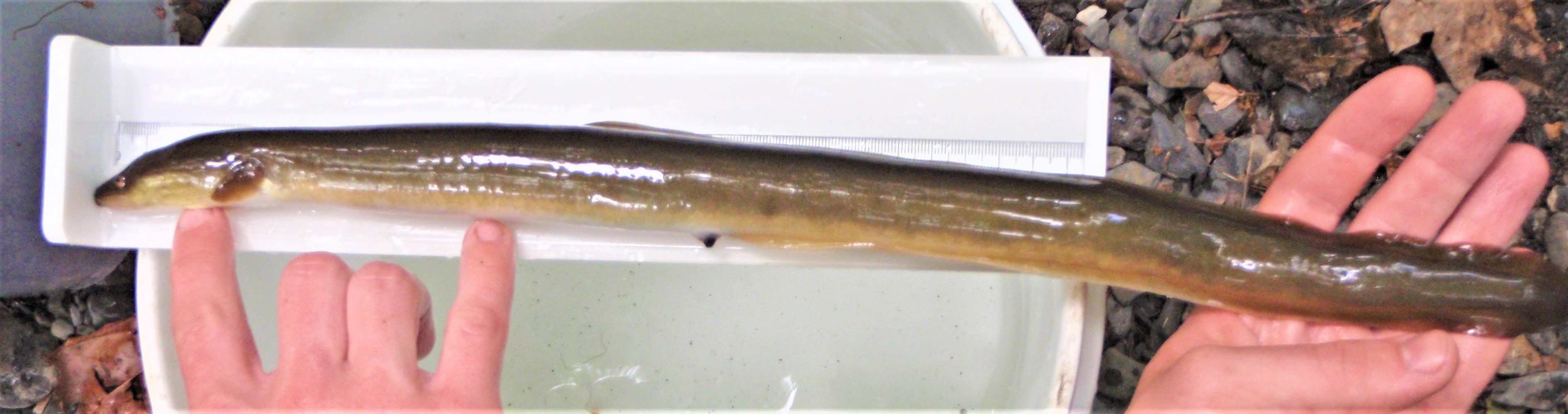 American Eel