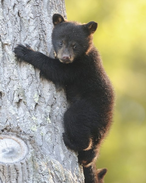 Bear cub up in a tree