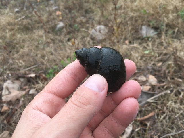 Chinese Mystery Snail