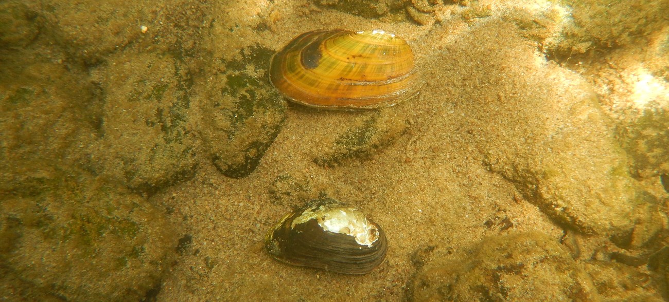 The Eastern Elliptio and Dwarf Wedgemussel are important components of the Upper Delaware River ecosystem.