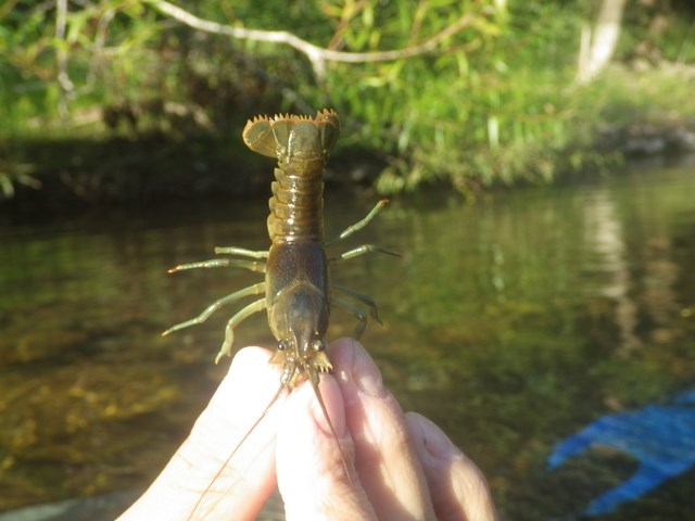 Nonnative Species Rusty Crawfish