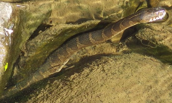 Northern Watersnake swimming in the water.