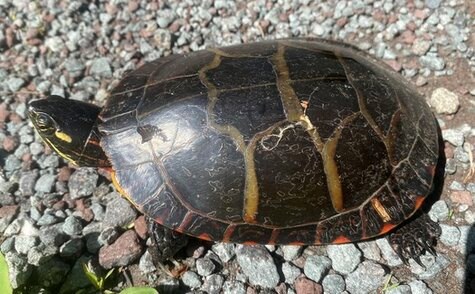 Painted Turtle on small grey stones.