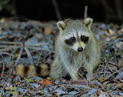 Immature Raccoon