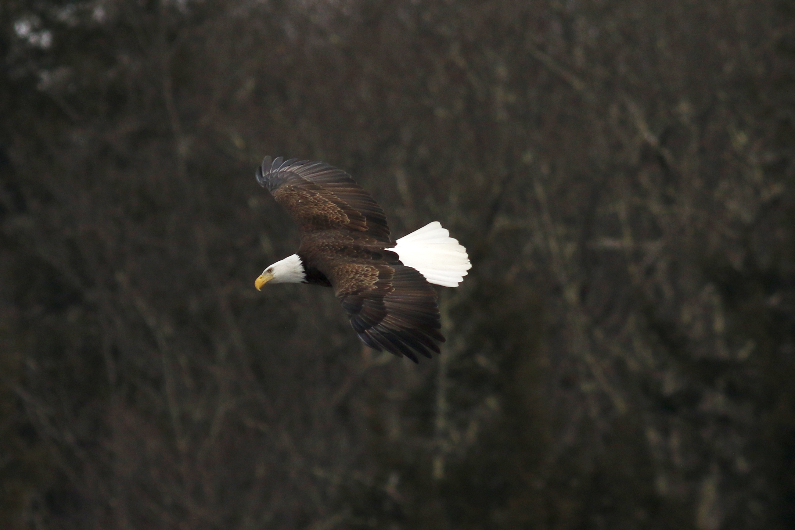 mature bald eagle in flight against bare trees. Eagle has dark brown wings and body with some lighter brown, and its head and tail features are pure white. Beak is yellow.
