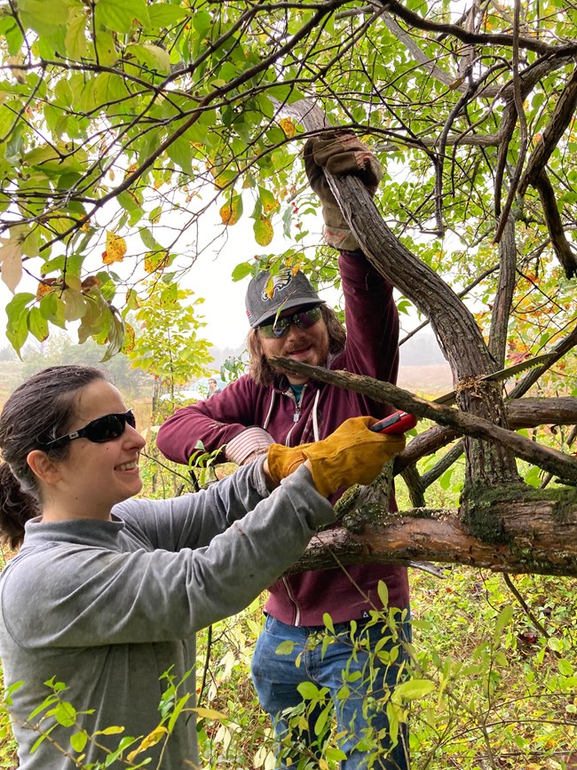 A man and a woman wearing gloves and safety glasses cut down a large branch