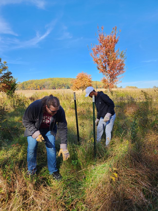 Two volunteers help install a tree cage near Wayne's Woods