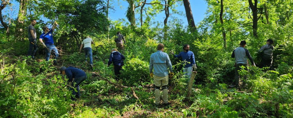 Volunteers in a forest remove invasive plants