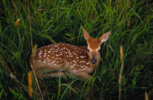 White-tailed Fawn