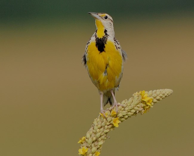 small yellow gray and black bird perched on a light green meaodw plant with yellow flowers