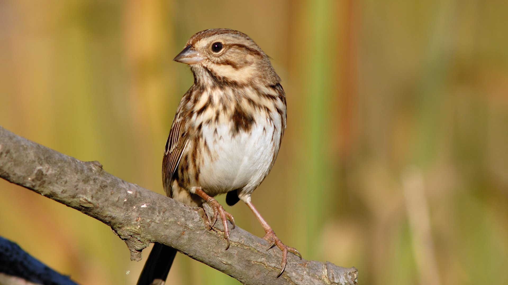 a brown and white bird sits on a tree branch