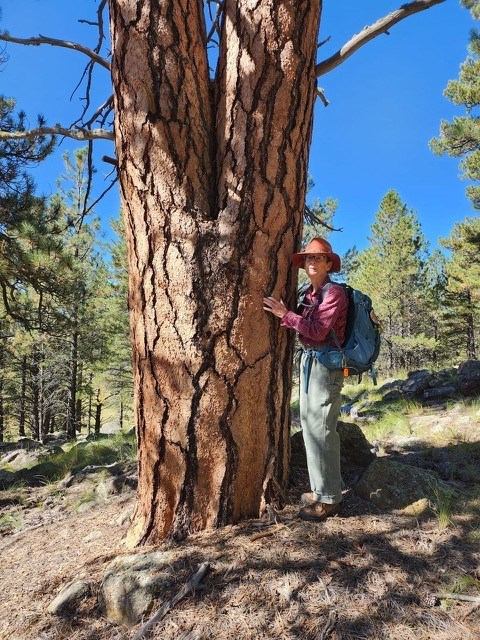 A woman stands at the base of a large ponderosa pine tree.
