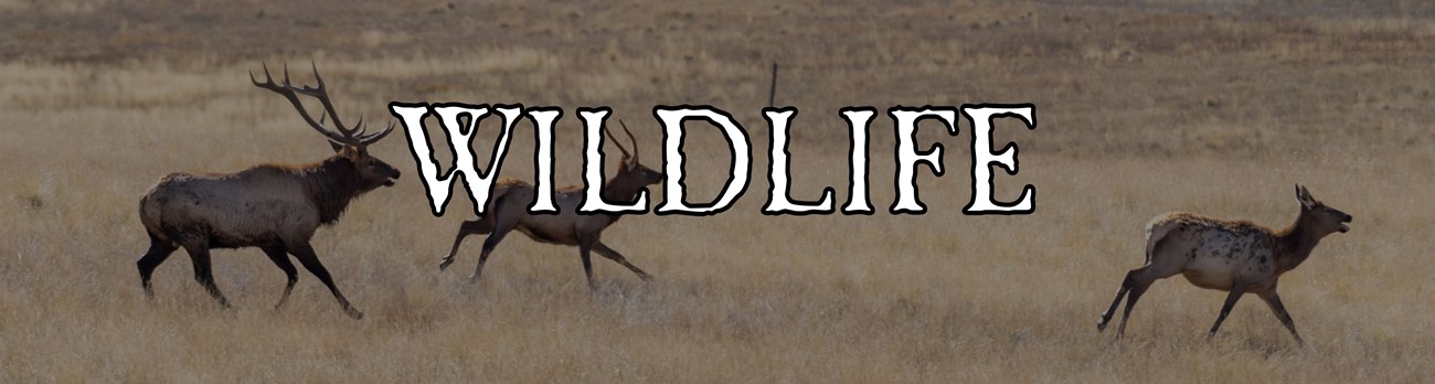 An image of three elk running across a grassland. Text reads "WILDLIFE."