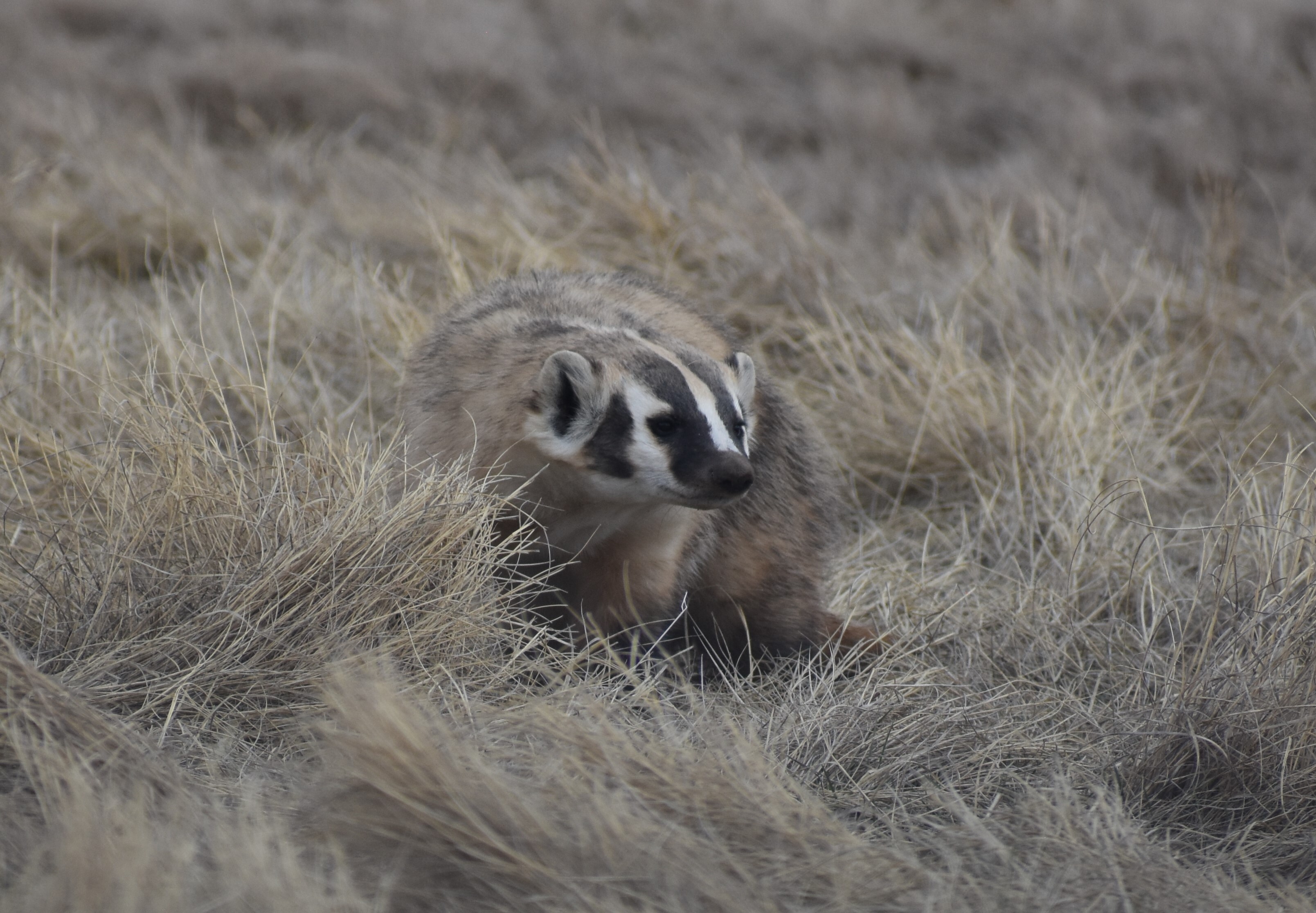 A badger pokes its head up from tall grass.
